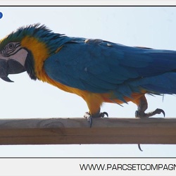 Marineland - Rapaces - Perroquets