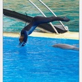 Marineland - Dauphins - Spectacle - 14h30 - 3711
