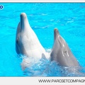 Marineland - Dauphins - Spectacle - 14h30 - 3743