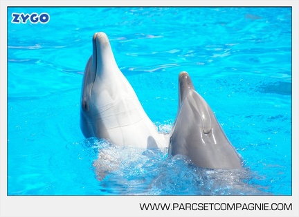 Marineland - Dauphins - Spectacle - 14h30 - 3743