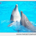 Marineland - Dauphins - Spectacle - 14h30 - 3744