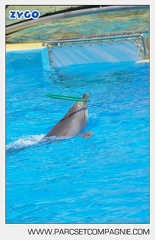 Marineland - Dauphins - Spectacle - 14h30 - 3745