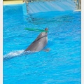 Marineland - Dauphins - Spectacle - 14h30 - 3745