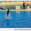 Marineland - Dauphins - Spectacle - 17h45 - 3775