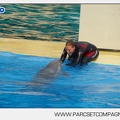 Marineland - Dauphins - Spectacle - 17h45 - 3780