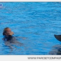 Marineland - Dauphins - Spectacle - 17h45 - 3787
