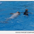 Marineland - Dauphins - Spectacle - 17h45 - 3795