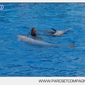 Marineland - Dauphins - Spectacle - 17h45 - 3799