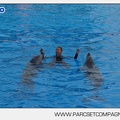 Marineland - Dauphins - Spectacle - 17h45 - 3801