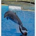 Marineland - Dauphins - Spectacle - 17h45 - 3832