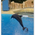Marineland - Dauphins - Spectacle - 17h45 - 3833