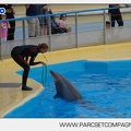 Marineland - Dauphins - Spectacle - 17h45 - 3836