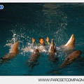 Marineland - Dauphins - Spectacle nocturne - 4453