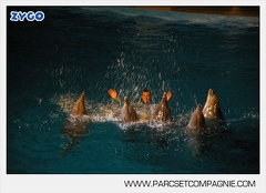Marineland - Dauphins - Spectacle nocturne - 4454