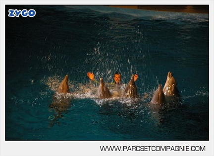 Marineland - Dauphins - Spectacle nocturne - 4454