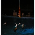 Marineland - Dauphins - Spectacle nocturne - 4482