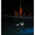 Marineland - Dauphins - Spectacle nocturne - 4483