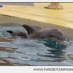 Marineland - Dauphins - bebe dauphin