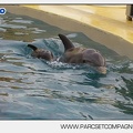 Marineland - Dauphins - bebe dauphin - 4420