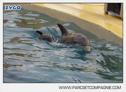 Marineland - Dauphins - bebe dauphin - 4420