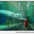 Marineland - Requins - Tunnel - 4686