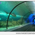 Marineland - Requins - Tunnel - 4689