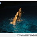Marineland - Dauphins - Spectacle nocturne - 4721