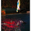 Marineland - Dauphins - Spectacle - Nocturne - 4986