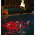 Marineland - Dauphins - Spectacle - Nocturne - 4987