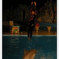 Marineland - Dauphins - Spectacle - Nocturne - 4990