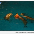 Marineland - Dauphins - Spectacle - Nocturne - 5169