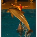 Marineland - Dauphins - Spectacle - Nocturne - 5174