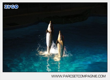 Marineland - Dauphins - Spectacle - Nocturne - 5175