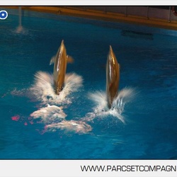 Marineland - Dauphins - Spectacle - Nocturne