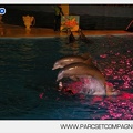 Marineland - Dauphins - Spectacle nocturne - 5425