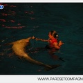 Marineland - Dauphins - Spectacle nocturne - 5430