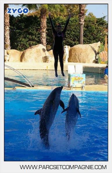 Marineland - Dauphins - Spectacle - 17h00 - 5911