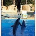 Marineland - Dauphins - Spectacle - 17h00 - 5911