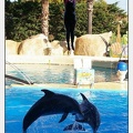 Marineland - Dauphins - Spectacle - 17h00 - 5912