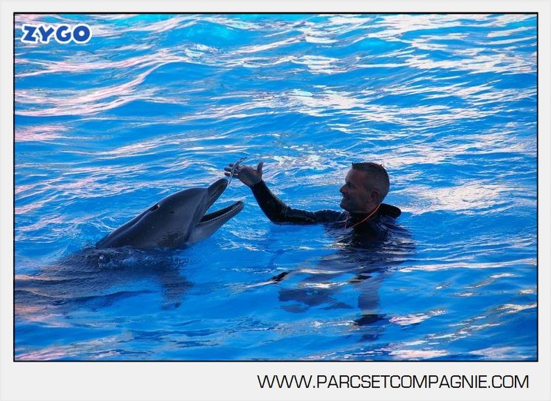 Marineland - Dauphins - Spectacle - 17h00 - 5913
