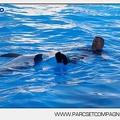 Marineland - Dauphins - Spectacle - 17h00 - 5915