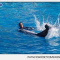 Marineland - Dauphins - Spectacle - 17h00 - 5916