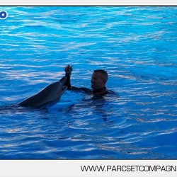 Marineland - Dauphins - Spectacle - 17h00