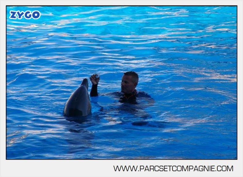 Marineland - Dauphins - Spectacle - 17h00 - 5919