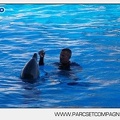 Marineland - Dauphins - Spectacle - 17h00 - 5919