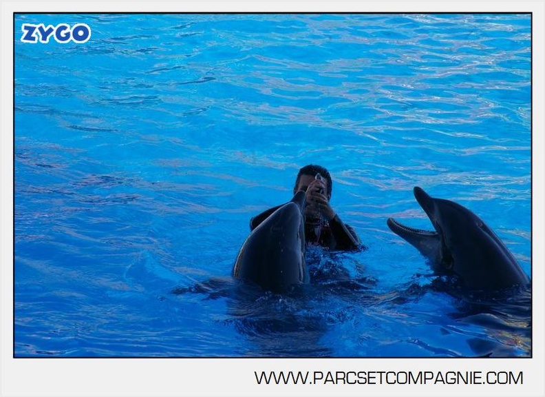 Marineland - Dauphins - Spectacle - 17h00 - 5923