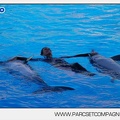 Marineland - Dauphins - Spectacle - 17h00 - 5928