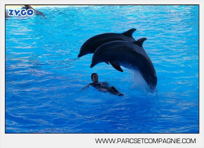 Marineland - Dauphins - Spectacle - 17h00 - 5932
