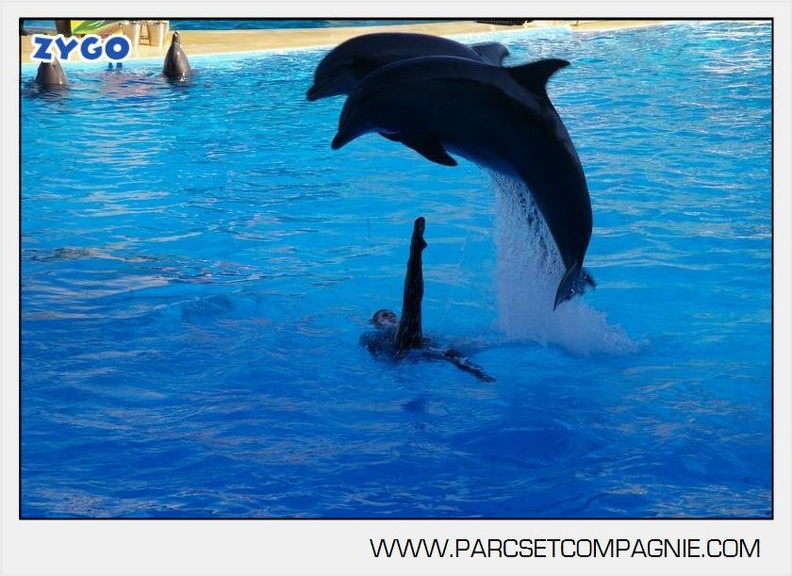 Marineland - Dauphins - Spectacle - 17h00 - 5933