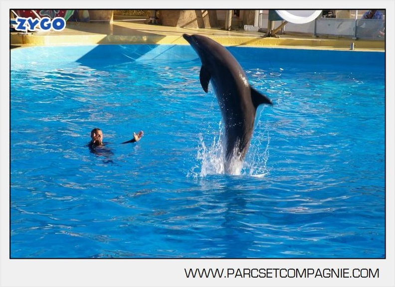 Marineland - Dauphins - Spectacle - 17h00 - 5938